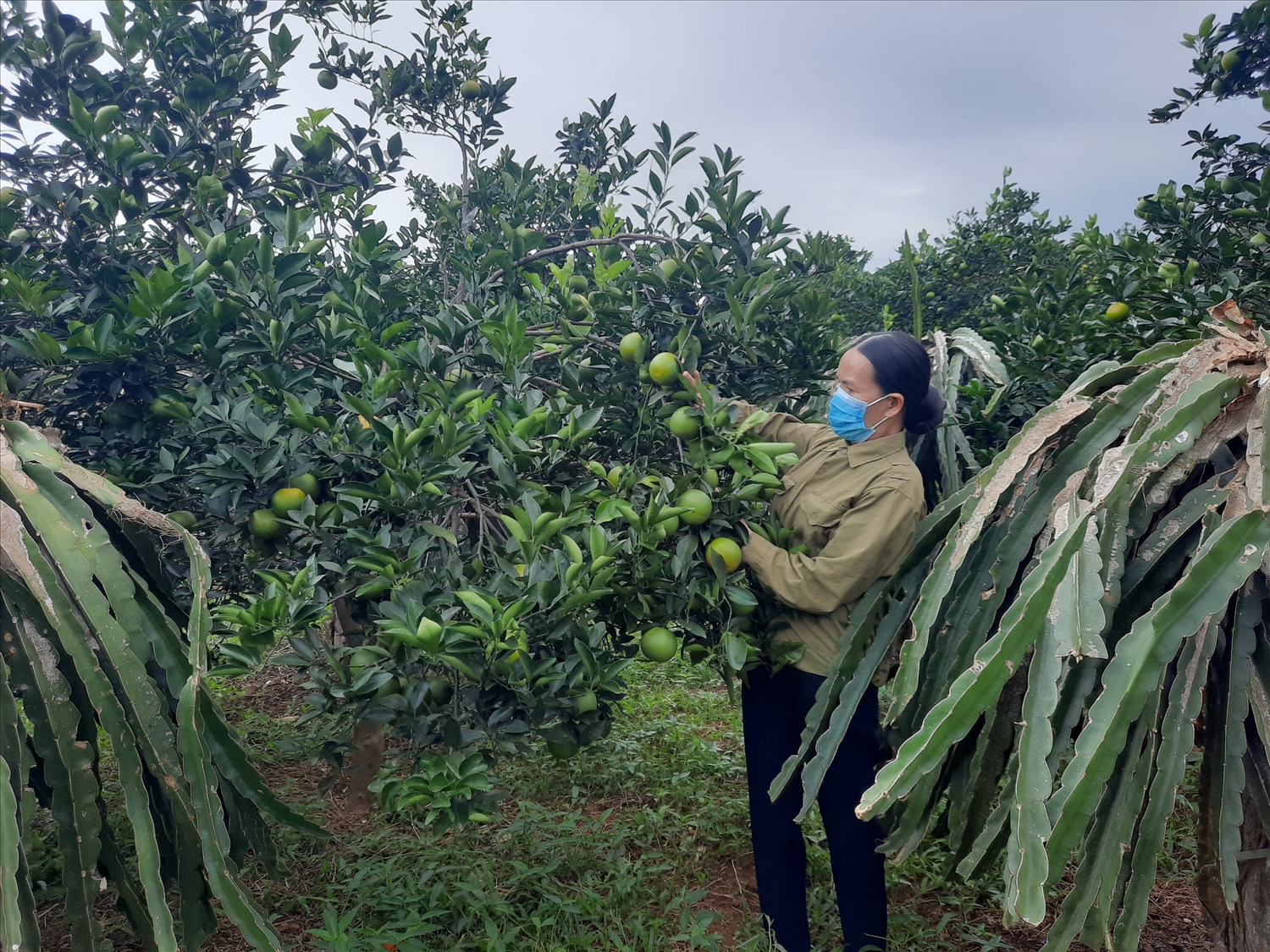 Mô hình trồng cây ăn quả cho thu nhập cao của hộ gia đình chị Vũ Thị Thắm, thôn Ngọc Tâm, xã Thành Tâm (huyện Thạch Thành)