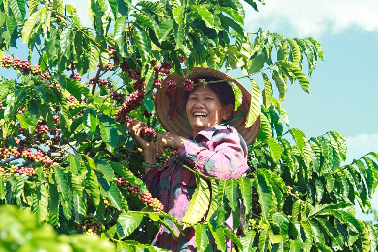 Nụ cười của người nông dân thu hoạch cà phê (Ảnh TL)