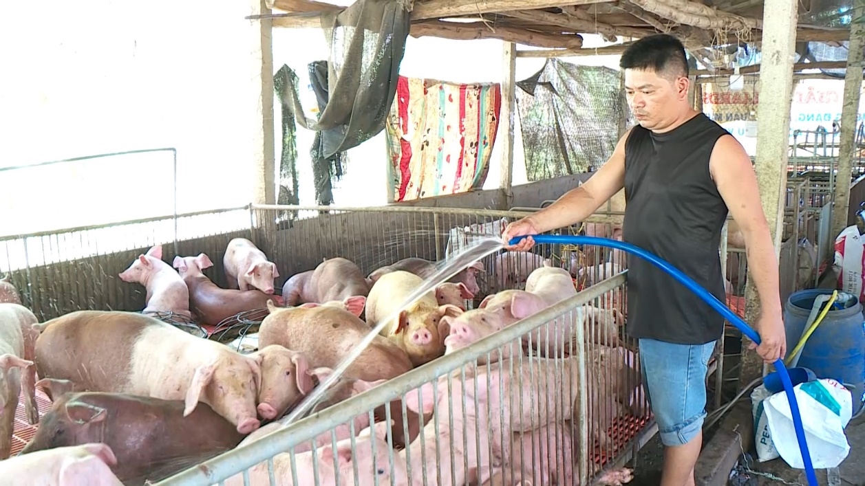 Người dân chăn nuôi lợn tại Hoài Ân (Bình Định) đang nỗ lực tái đàn để cung cấp thị trường dịp Tết Nguyên đán 2022