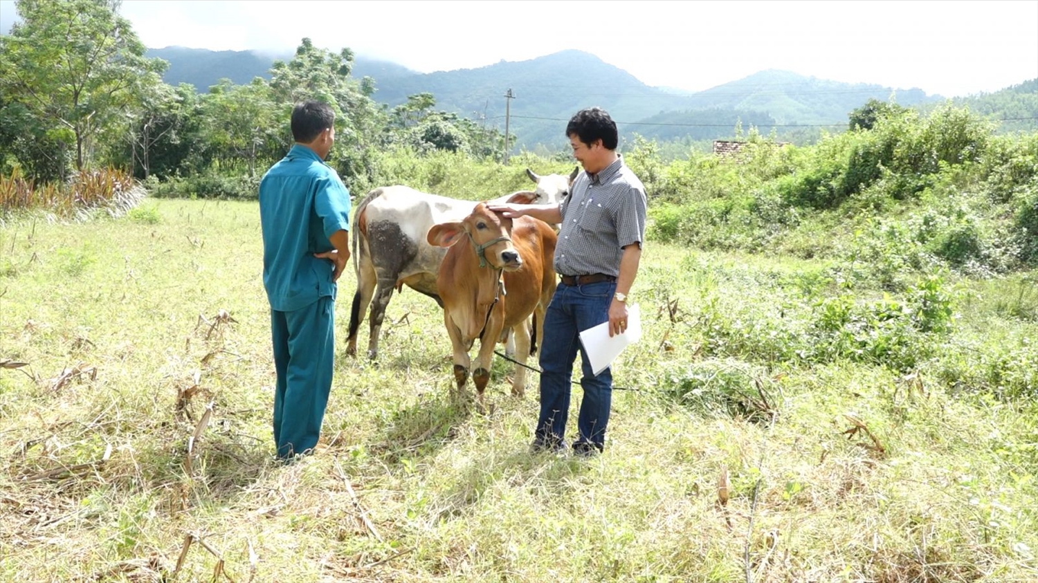 Nhờ chính sách hỗ trợ, giúp người dân Bình Định có điều kiện để tái đàn bò