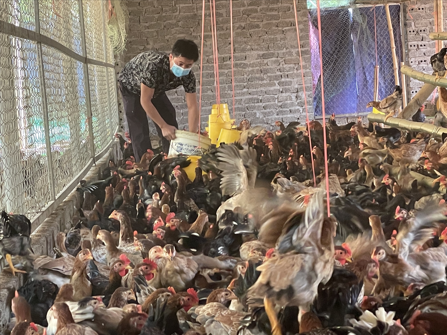 Anh Hà Văn Thương đang chăm sóc đàn gà tại trang trại của mình
