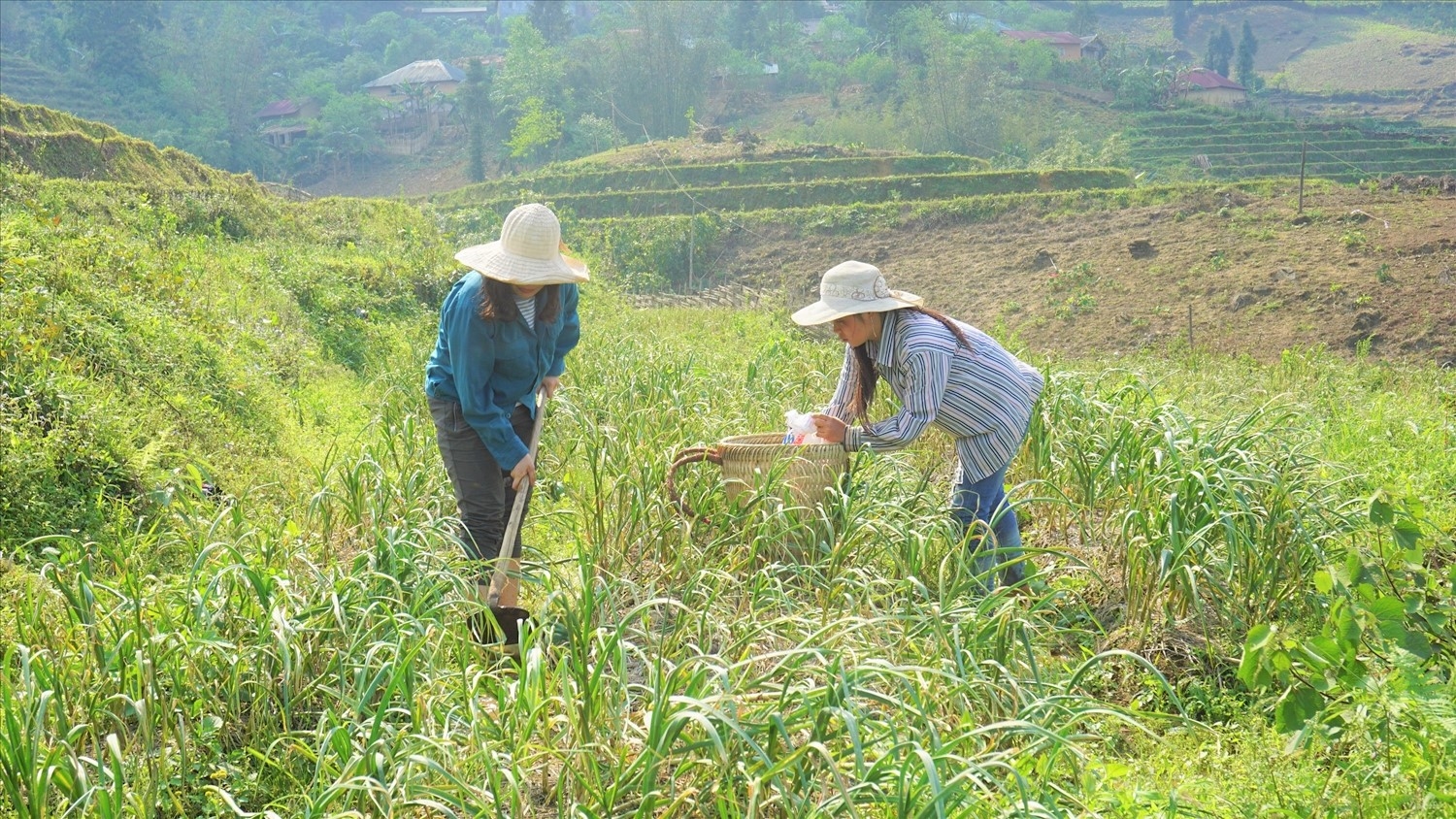Trong lĩnh vực hỗ trợ sản xuất, tỉnh Lào Cai chủ trương sẽ phát triển theo chuối giá trị