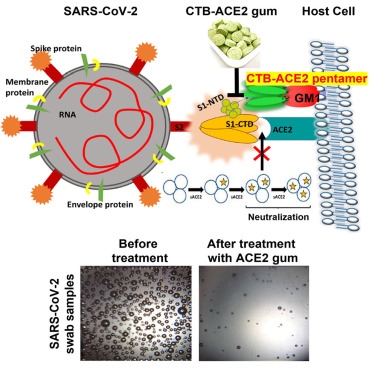 Tải lượng virus SARS-CoV-2 trước và sau khi nhai kẹo cao su "bẫy" virus. Nguồn: Molecular Therapy 