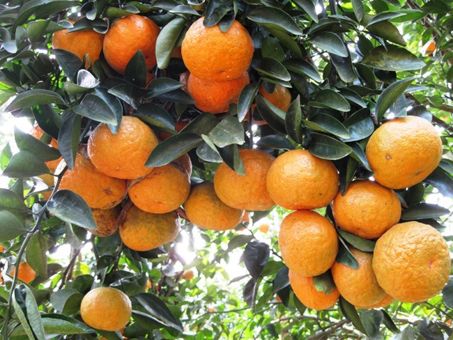 Sendo tiếp tục triển khai tiêu thụ đặc sản cam của Hà Giang tại "Tuần lễ nông sản Việt trực tuyến".