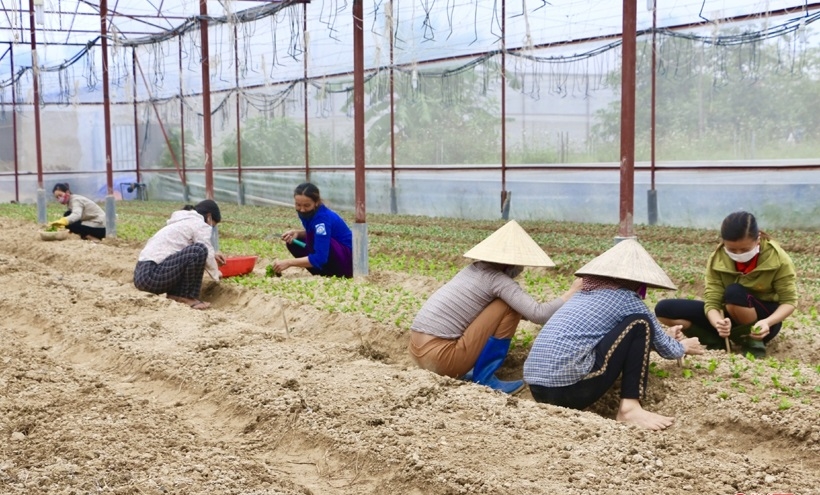 Người trồng hoa ở thôn Xuân Sơn (xã Lưu Vĩnh Sơn, huyện Thạch Hà, tỉnh Hà tĩnh) vào giống vụ hoa Tết