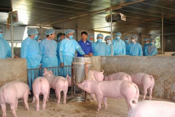Thủ tướng yêu cầu quyết liệt phòng, chống bệnh Dịch tả lợn Châu Phi . Ảnh minh họa