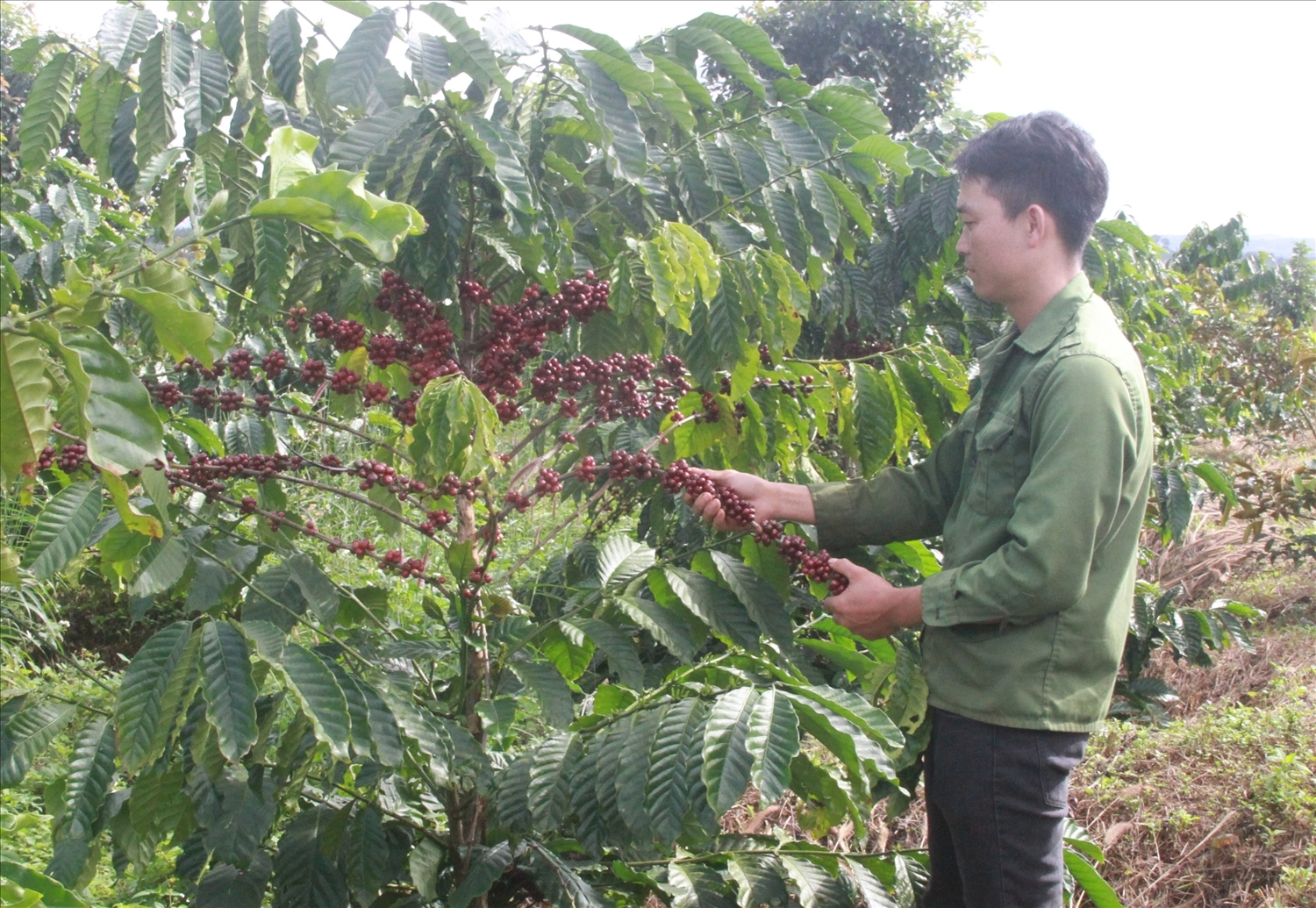 Hôm nay giá cà phê tại các vùng trồng trọng điểm trong nước giữ ổn định so với ngày hôm qua.