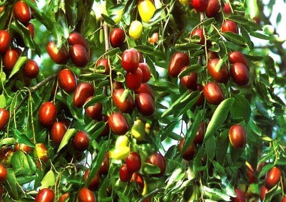 Táo đỏ lùn f1 giống chất lượng được phân phối bởi Nhà Vườn Ngọc Lâm