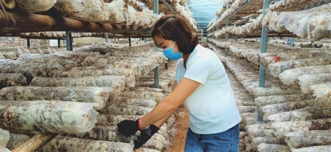 HTX Yên Công (xã Hưng Đạo, thành phố Cao Bằng) sản xuất nấm hương theo phương thức hữu cơ.