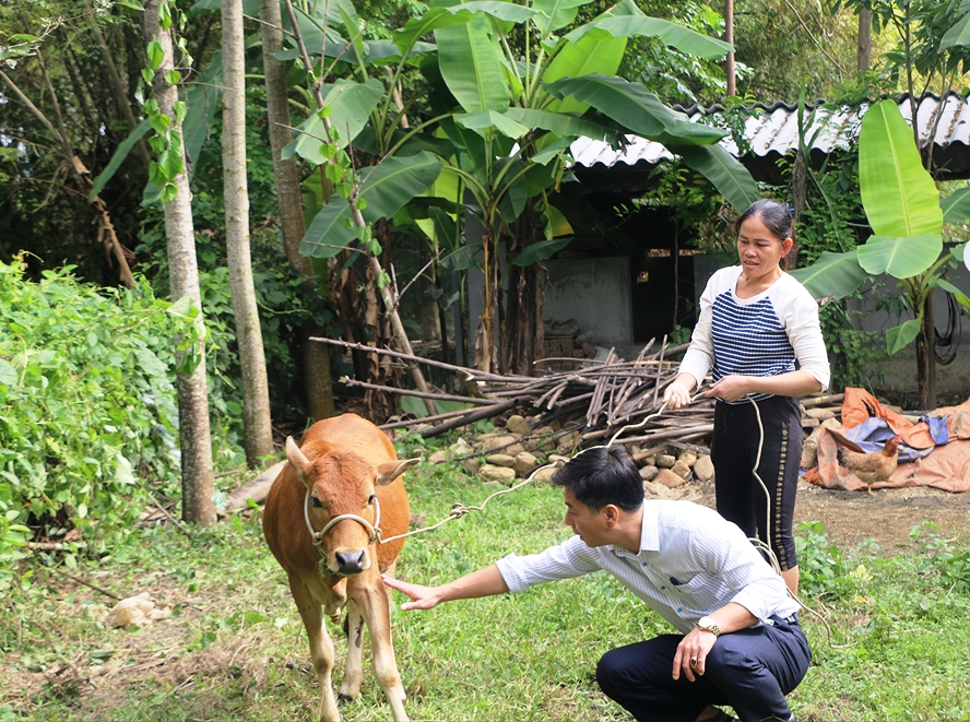 Trưởng ban Dân vận, Chủ tịch MTTQ huyện Con Cuông Phạm Trọng Bình kiểm tra bò giống của các hộ nhận nuôi