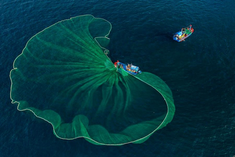 Tác phẩm “Đánh bắt cá cơm bằng lưới vây” của tác giả Đỗ Tuấn Ngọc đoạt giải Khuyến khích