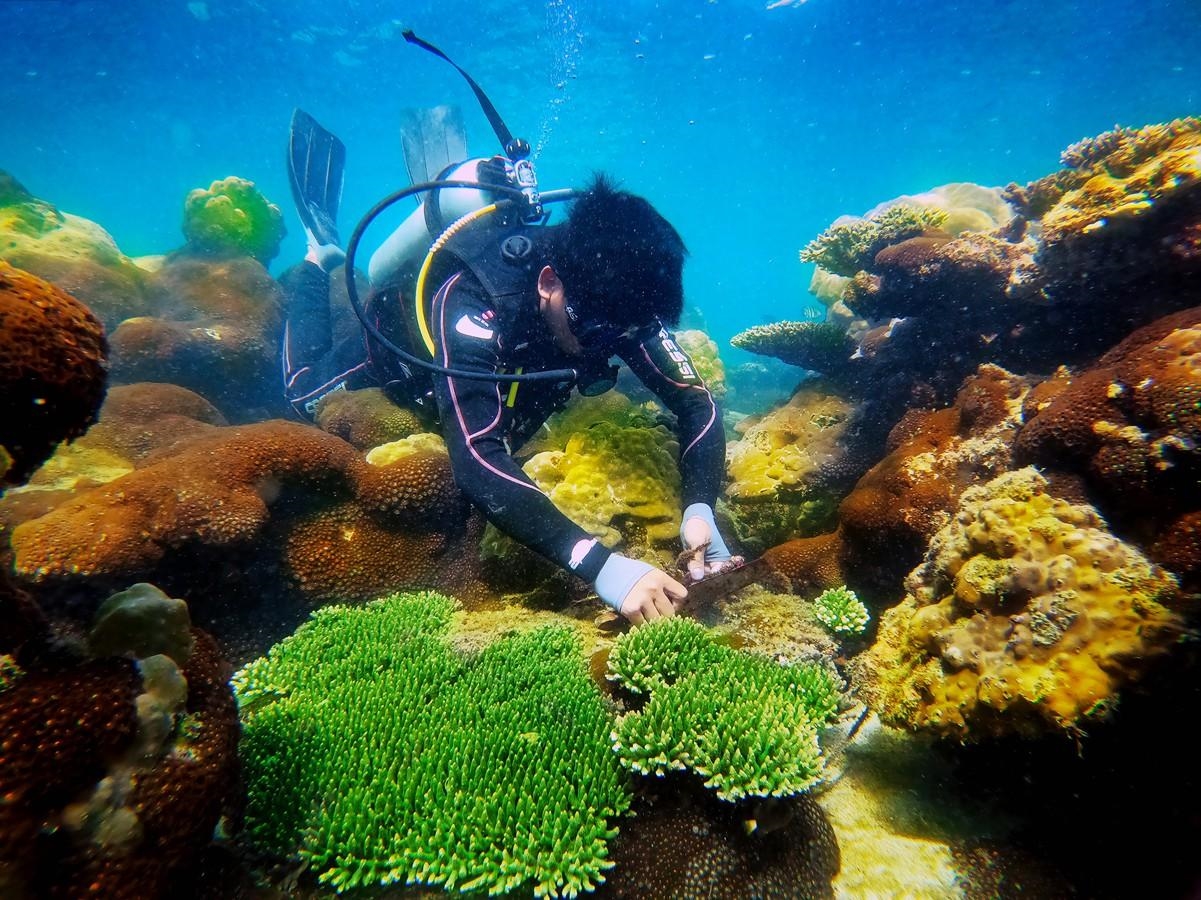 Những hình ảnh đẹp mô tả việc gìn giữ bảo tồn biển đảo, bảo tồn sinh vật biển, phát triển nguồn lợi thủy hải sản cũng được thể hiện bằng góc ảnh nghệ thuật (Trong ảnh: Tác phẩm “Bảo tồn rạn san hô” của tác giả Trương Phú Quốc đoạt giải Nhì