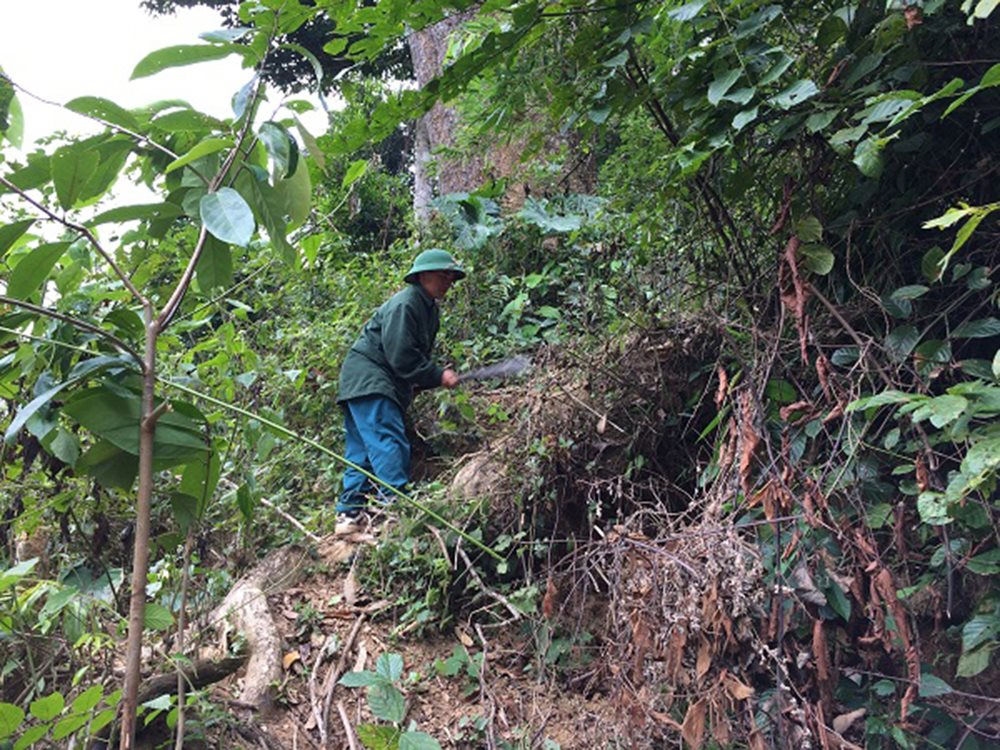 Người dân ở Cúc Phương tham gia trồng, bảo vệ rừng