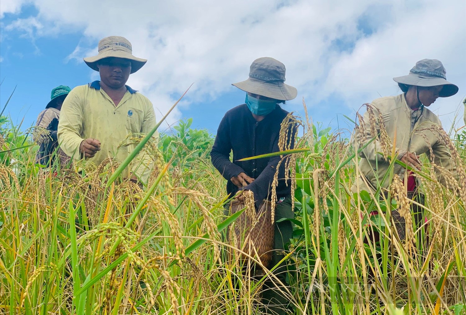 Đối với người M’nông tại huyện Lắk, lúa rẫy được trồng để giữ gìn truyền thống văn hoá của đồng bào. Ảnh: Khánh Huyền