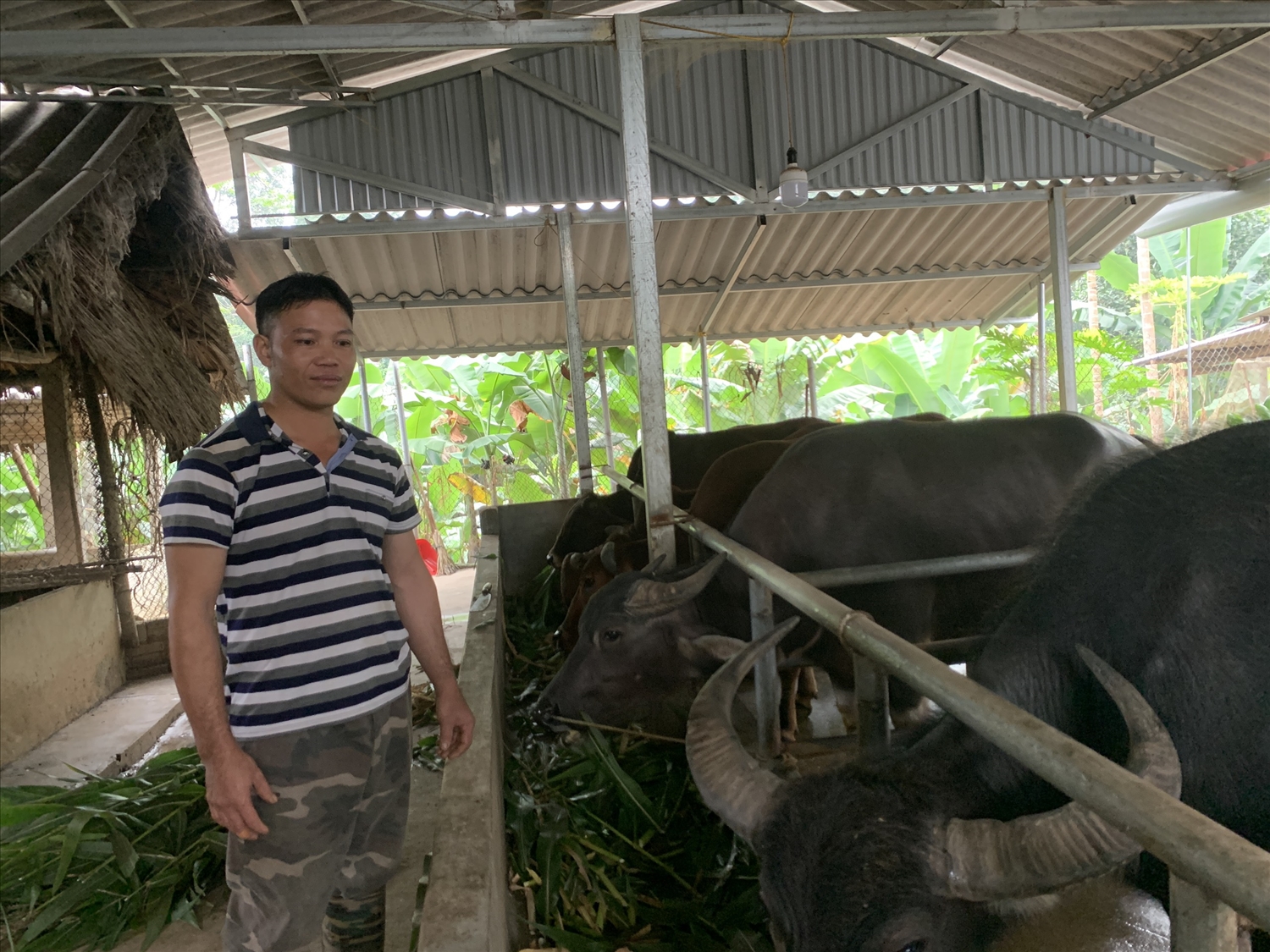 Gia đình anh Nguyễn Hồng Ca hiện nay có tổng số 28 con trâu, bò
