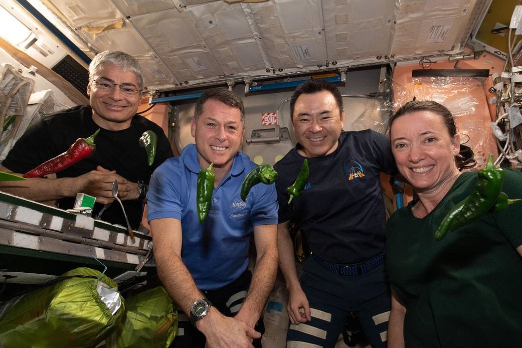 Lần đầu tiên thu hoạch ớt trồng trên ISS. (Ảnh: NASA)