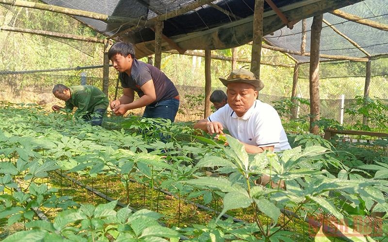 Sâm trồng tại Sơn La được đánh giá có chất lượng ngang như sâm Quảng Nam