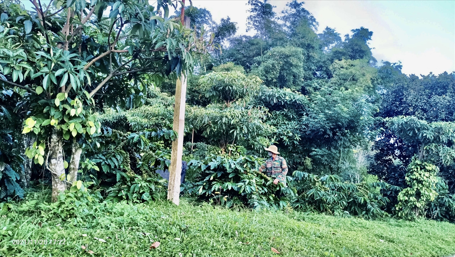 Vườn cà phê cỏ mọc um tùm nhưng năng suất lại rất cao ở huyện Krông Năng