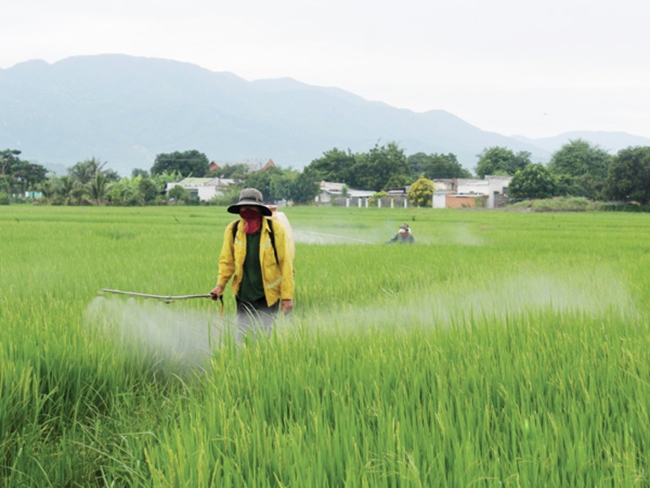 Mô hình liên kết sản xuất lúa cánh đồng lớn tại xã Phước Thái (Ninh Phước), tạo thu nhập ổn định cho đồng bào DTTS tại địa phương
