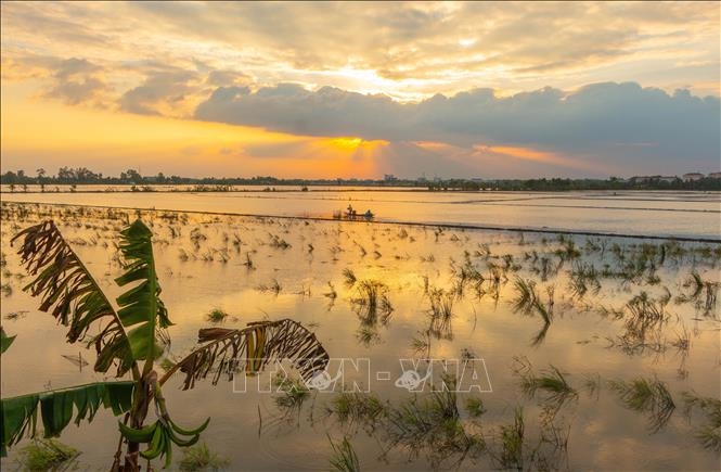 Cánh đồng ngập lũ cuối mùa ở huyện Vị Thủy, tỉnh Hậu Giang
