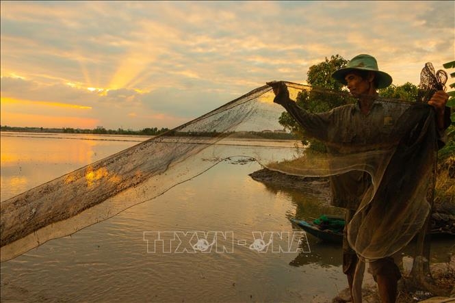 Đánh bắt cá tại cánh đồng ngập lũ cuối mùa ở huyện Vị Thủy, tỉnh Hậu Giang