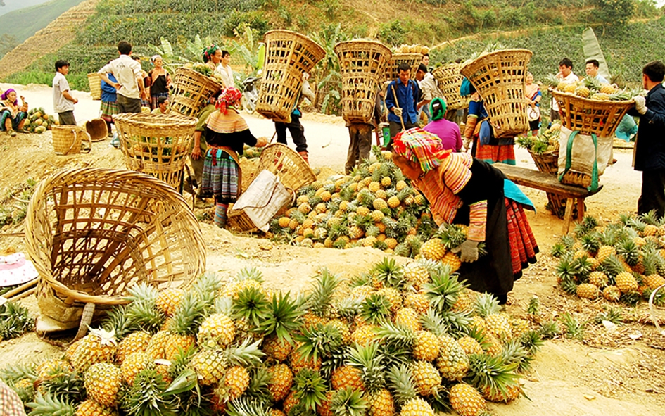 Người dân xã Bản Lầu (huyện Mường Khương, tỉnh Lào Cai) thu hoạch dứa
