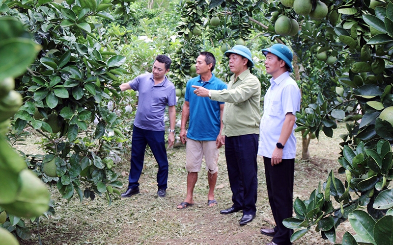 Người dân huyện Mường Ảng (Điện Biên) cải tạo vườn tạp, trồng chuyên canh cây ăn quả, cho năng suất cao 