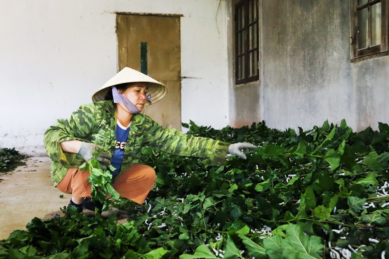 Gia đình chị Bùi Thị Nguyên có thu nhập ổn định từ ngày chuyển đổi sang nghề trồng dâu nuôi tằm