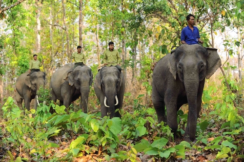 Đàn voi nhà tại tỉnh Đắk Lắk (Ảnh Thiennhien.net)