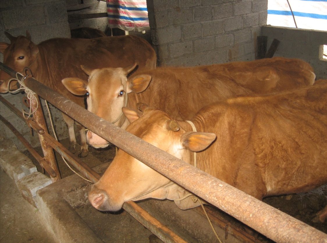 Mô hình nuôi bò nhốt chuồng gắn với trồng cỏ đang được đẩy mạnh ở xã Đồng Yên 