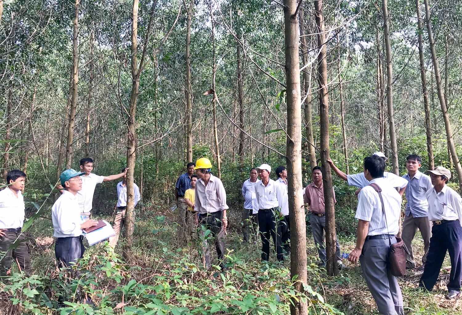 Cũng từ chủ trương giao rừng, nhiều hộ gia đình ở xã vĩnh Chấp, huyện Vĩnh Linh đã vươn lên làm giàu chính đáng từ rừng
