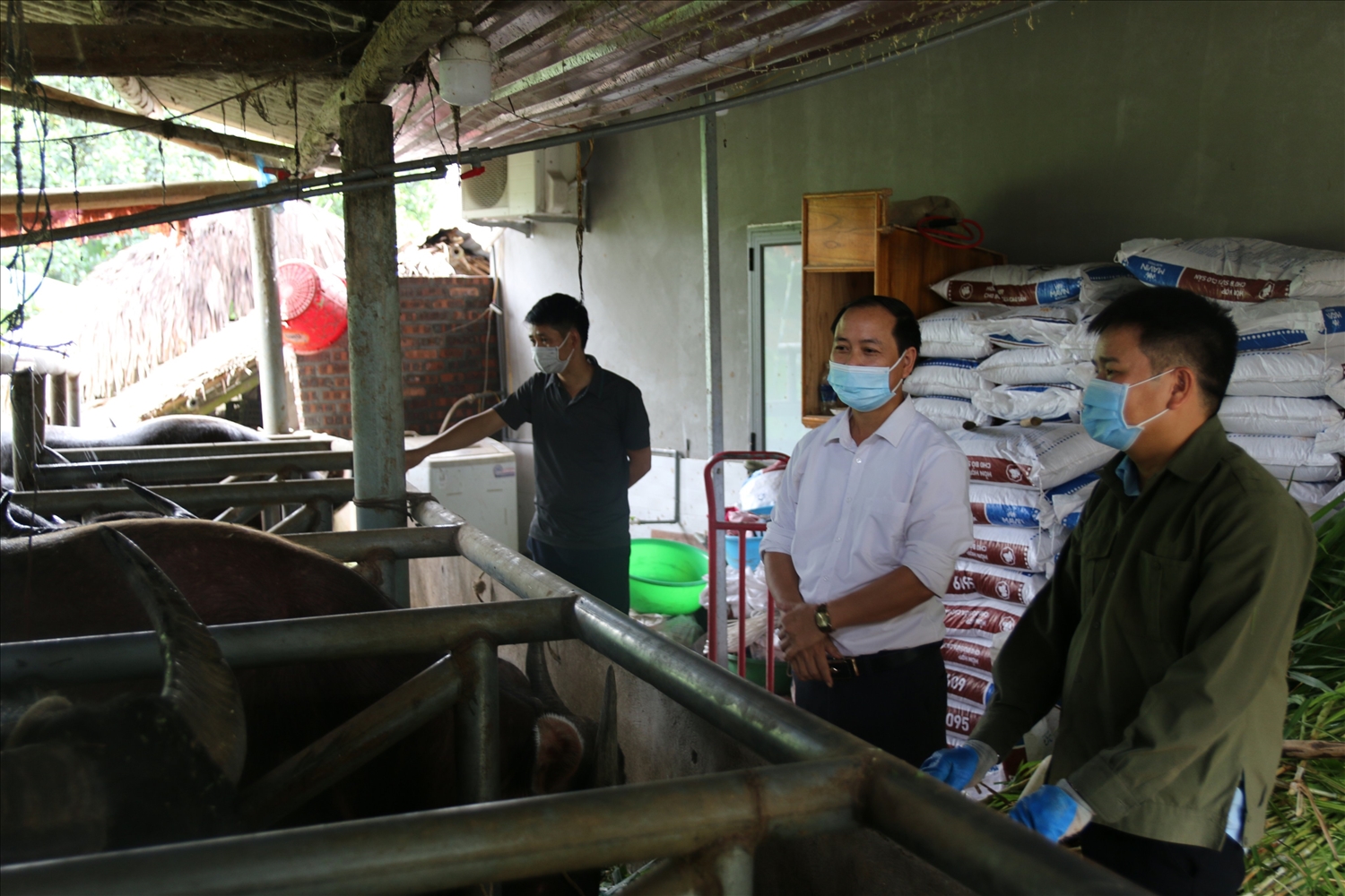 Mô hình chăn nuôi trâu, bò vỗ béo mở ra hướng làm giàu cho bà con nông dân ở Xuân Lai