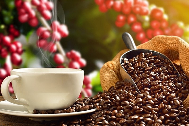 Giá cà phê hôm nay 15/12 trong khoảng từ 40.700 - 41.600 đồng/kg
