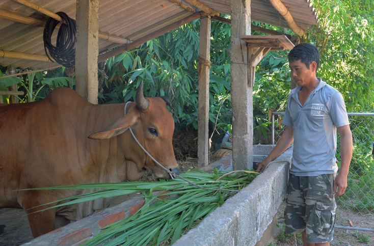 Nhiều lao động hồi hương ở Quảng Bình đã được hỗ trợ vay vốn sản xuất và chăn nuôi