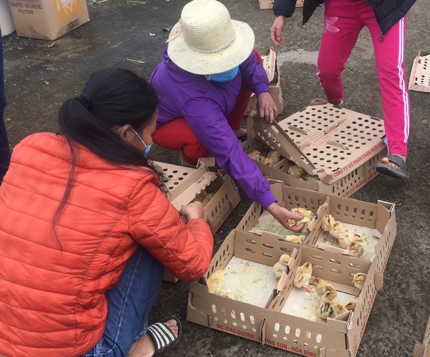 mô hình gà giống sinh sản đang được đưa vào nuôi tại xã linh thông, huyện Định Hóa, tỉnh Thái Nguyên.
