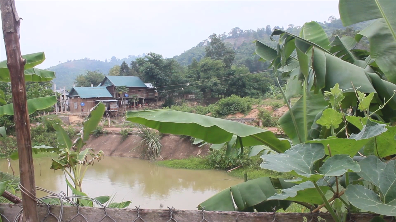 Đồng bào Bru Vân Kiều ở Hướng Việt đã khôi phục sản xuất, vườn đã xanh, ao đã có cá ổn định lương thực, thực phẩm sau “đại hồng thủy”