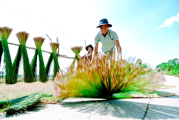 Đồng bào Khmer có việc làm ổn định tại địa phương với làng nghề đan cỏ bàng 