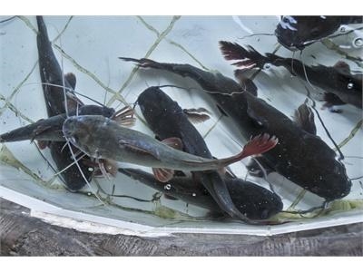Hướng dẫn kỹ thuật nuôi cá lăng nha thương phẩm