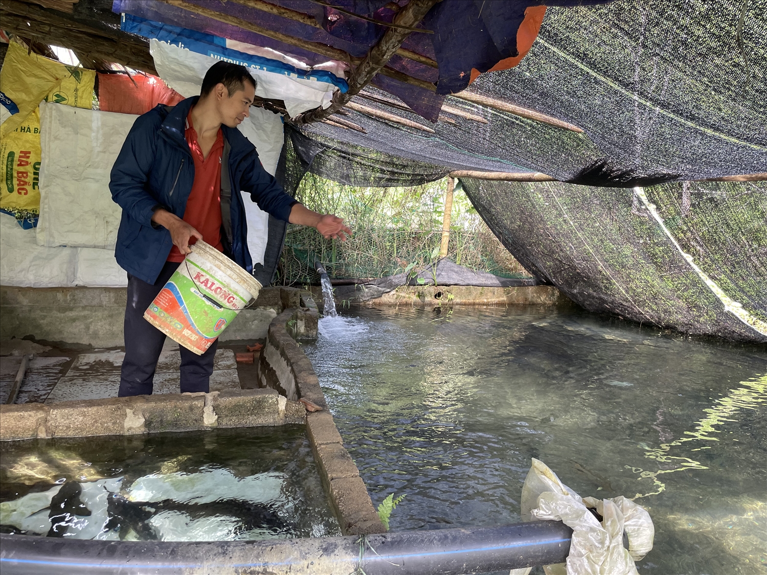 Anh Phạm Ngọc Thanh là người đầu tiên triển khai mô hình nuôi cá tầm ở huyện miền núi Quan Sơn