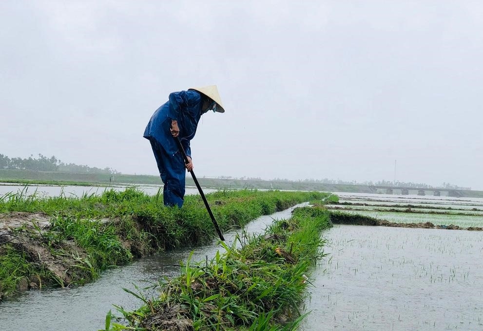 Dọc theo các cánh đồng thôn Phú Văn, xã Nghĩa Trung, huyện Tư Nghĩa, ruộng vừa gieo sạ xong đều ngập sâu trước nước. 