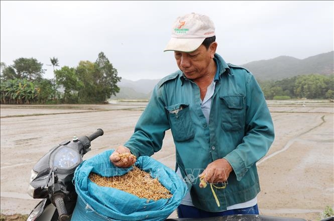 Tranh thủ nước lũ rút dần, ông Trương Văn Trị, thôn Mỹ Điền, xã Hòa Thịnh, đem lúa giống gieo sạ lại. 