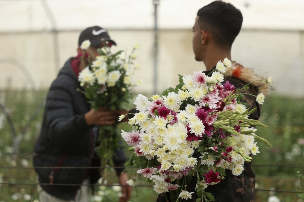 Nông dân Palestine thu hoạch hoa ở Khan Yunis, phía nam Dải Gaza hôm 29/12 để bán dịp năm mới.