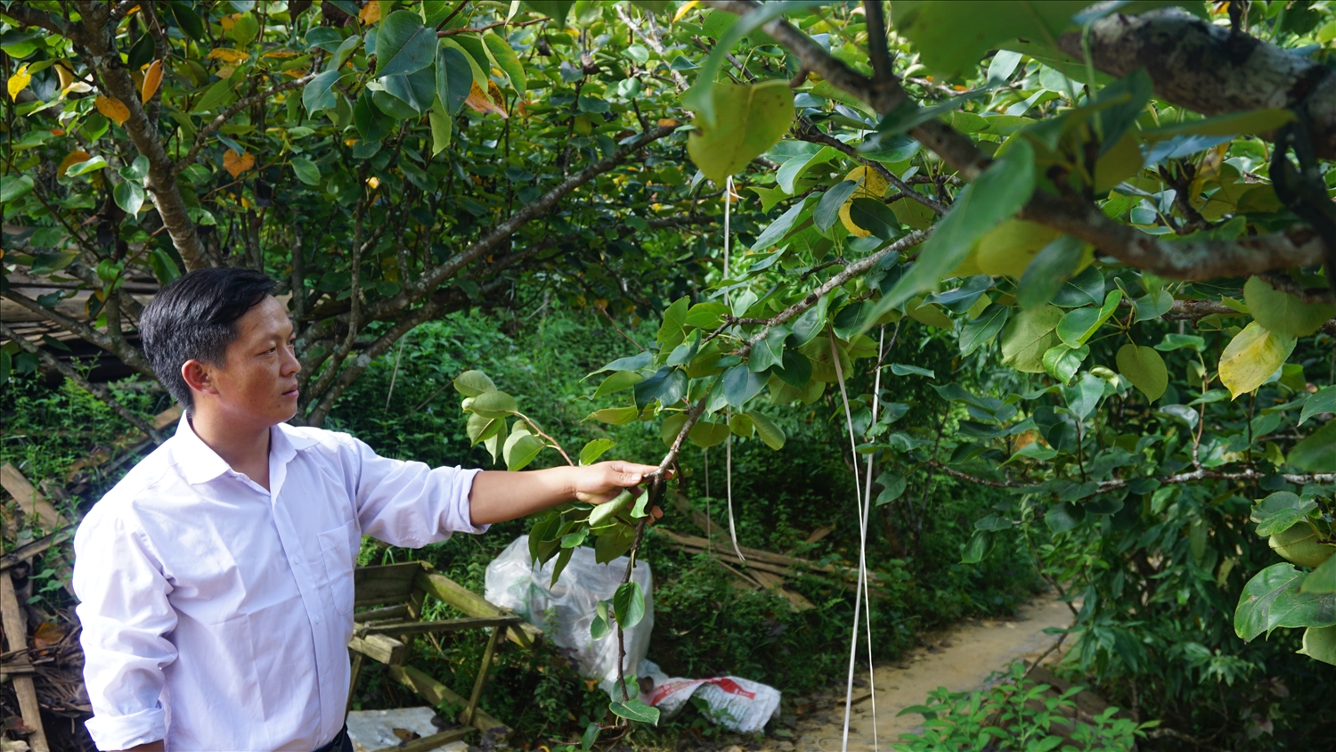 Bà con nông dân xã Quan Hồ Thẩn trồng lê tai nung cho giá trị kinh tế cao