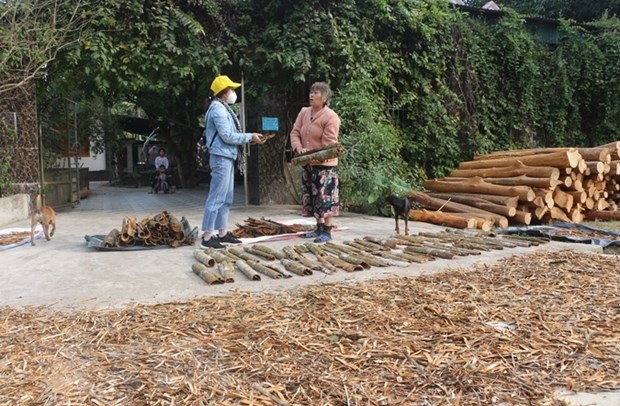Trong tháng 12, gia đình bà Nguyễn Thị Hòa, xã Mường Nọc, huyện Quế Phong bị kẻ gian bóc trộm 30 cây quế đang đến kỳ thu hoạch buộc phải chặt bỏ cây. (Ảnh: Bích Huệ/TTXVN)
