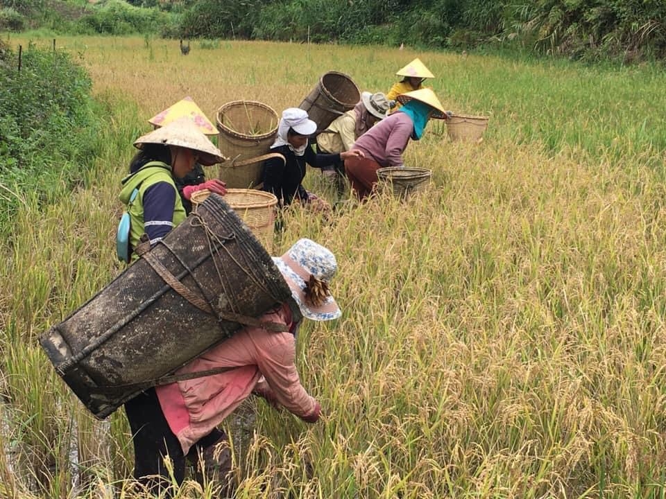 Đồng bào Gié Triêng thu hoạch lúa 
