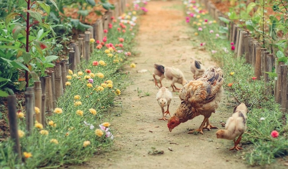 Mô hình nuôi gà kết hợp trồng rau không chỉ cung cấp dinh dưỡng cho hộ gia đình mà còn tạo ra nguồn sản phẩm chăn nuôi sạch phục vụ được nhu cầu cho người dân tại chỗ cũng như cho thị trường. (Ảnh minh họa)