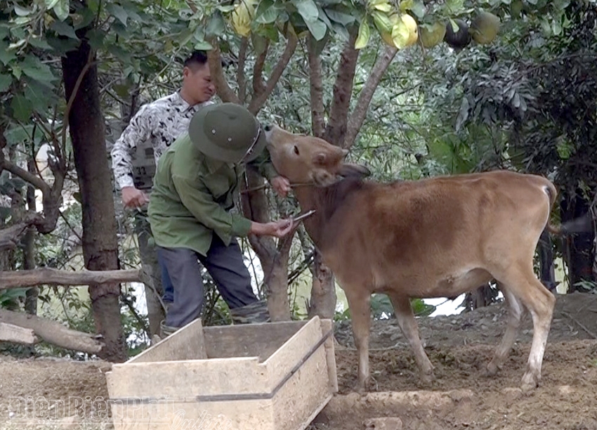 Cán bộ thú y xã Mường Phăng tiêm vắc xin phòng bệnh viêm da nổi cục cho gia súc trên địa bàn.