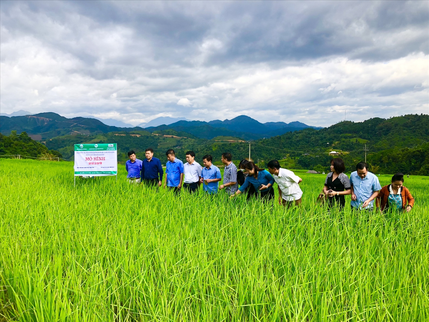 Đoàn công tác của Trung tâm Khuyến nông Quốc gia và ngành chức năng địa phương kiểm tra mô hình lúa Tan Pỏm tại xã Tà Hừa