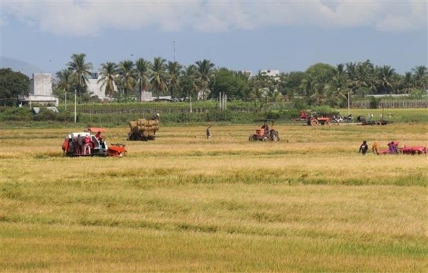 Đồng bào Chăm ở huyện Ninh Phước (Ninh Thuận) thu hoạch lúa vụ Mùa. (Nguồn: TTXVN)
