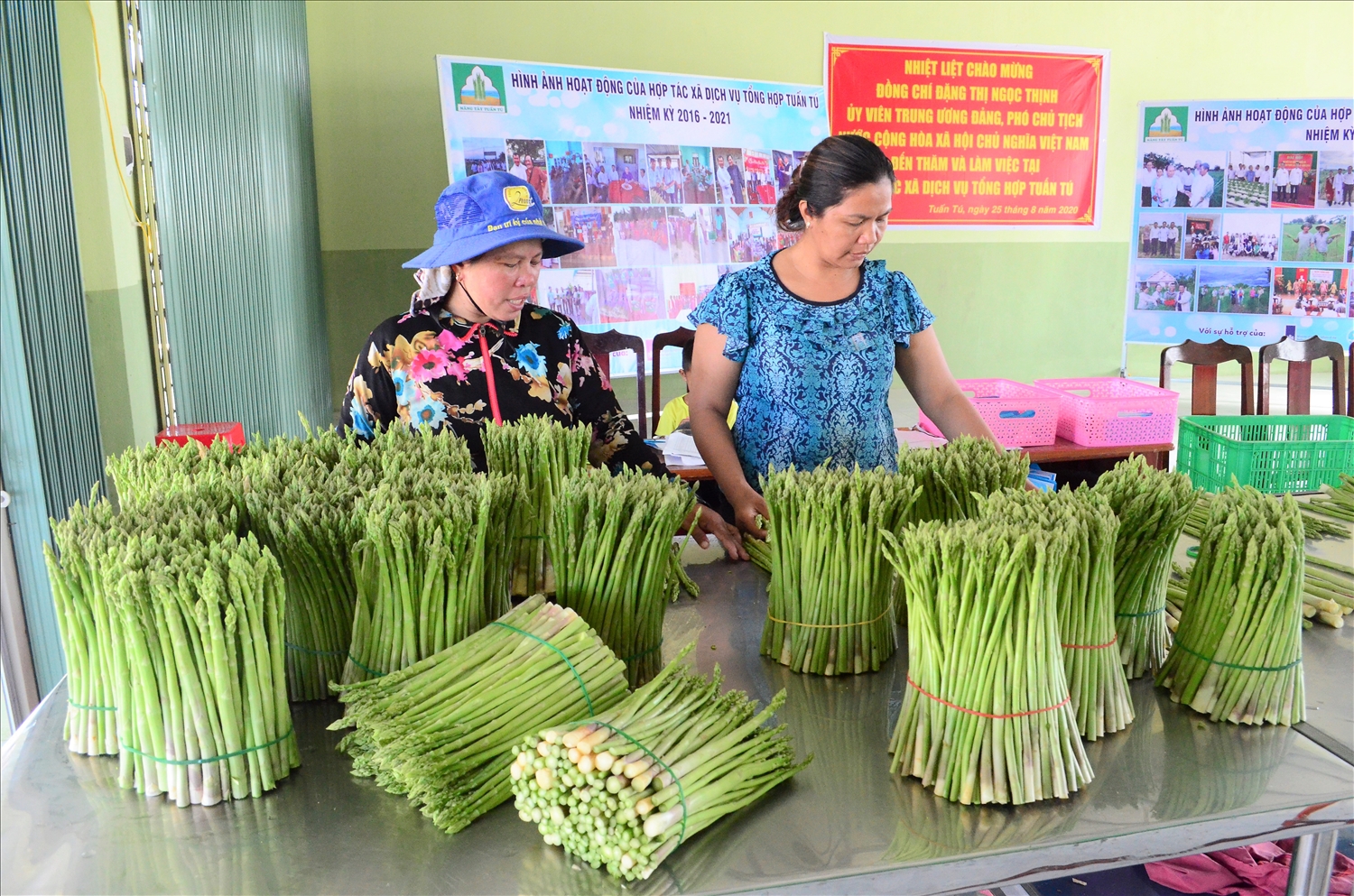 Đồng bào Chăm ở thôn Tuấn Tú, xã An Hải, huyện Ninh Phước, Ninh Thuận vươn lên làm giàu từ trồng cây măng tây xanh, đem lại hiệu quả kinh tế cao.